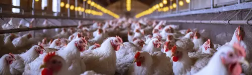 Biosecurity in farming – how to remove those unwanted pathogens Biosecurity in farming – how to remove those unwanted pathogens